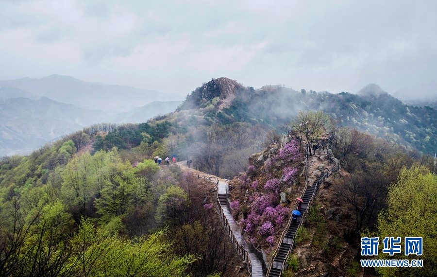 天津：八仙山烟雨杜鹃红