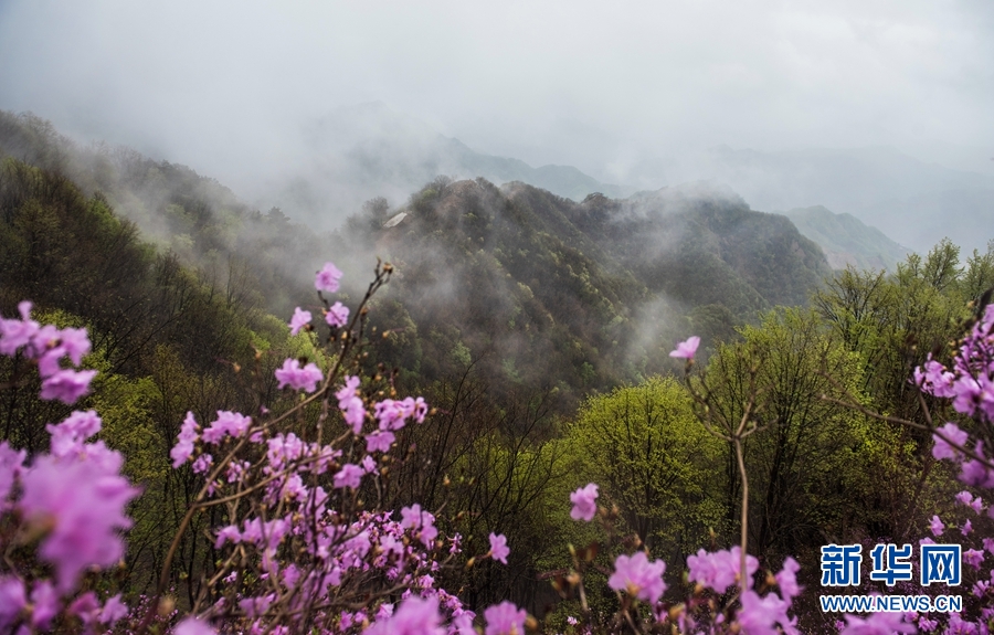 天津：八仙山烟雨杜鹃红