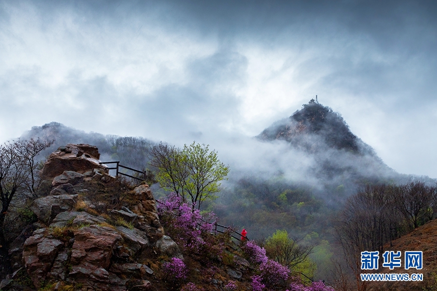 天津：八仙山烟雨杜鹃红