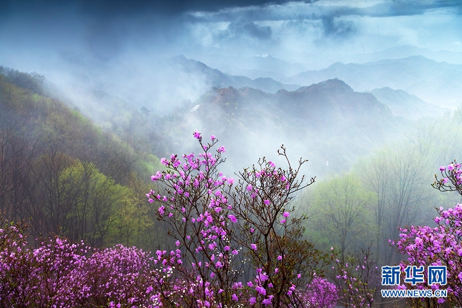 天津：八仙山烟雨杜鹃红