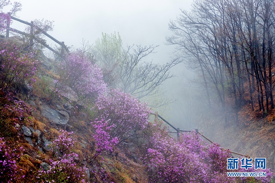 天津：八仙山烟雨杜鹃红