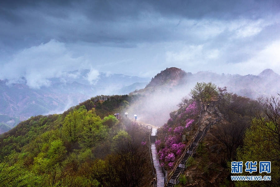 天津：八仙山烟雨杜鹃红