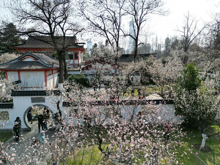 花开满枝头！南京玄武湖春色满园