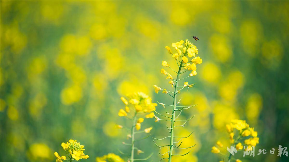 武汉万国公园油菜花海惹人醉