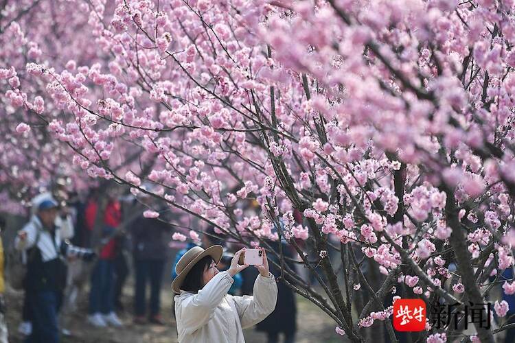 赏樱正当时！南京中山植物园早樱如云似霞