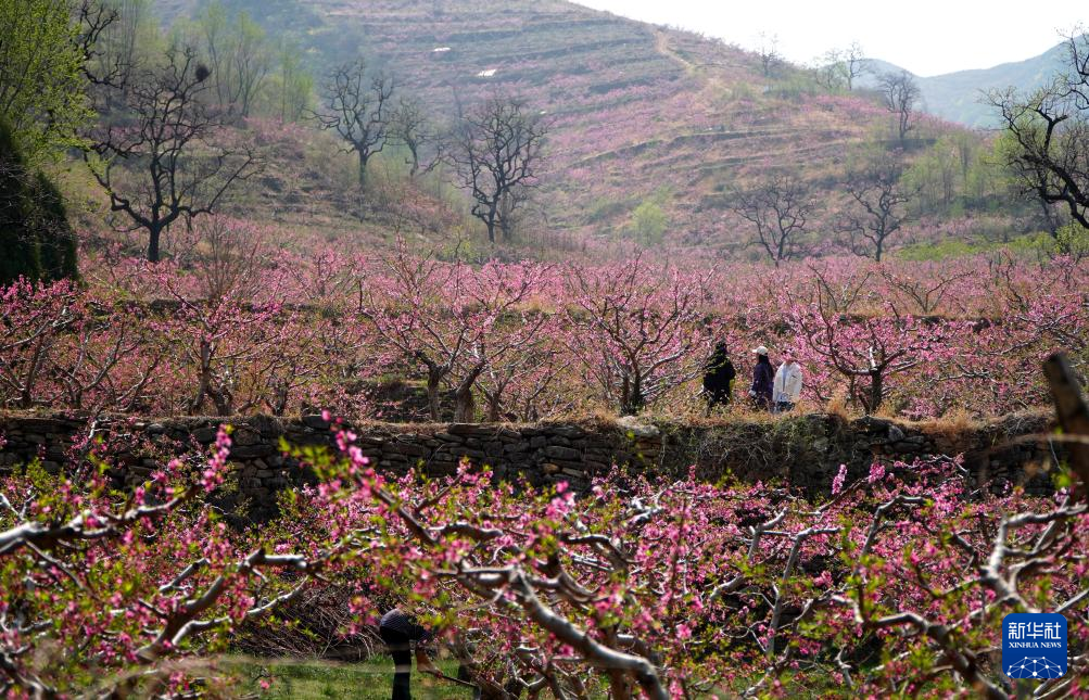 山东潍坊：桃花灼灼山色新