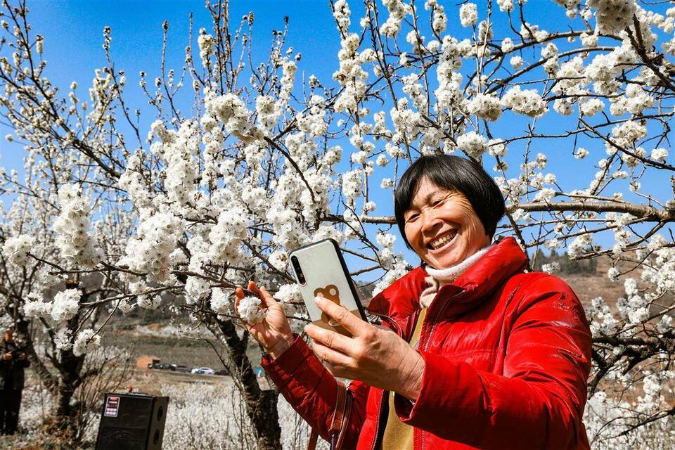 襄阳南漳：樱桃花开春意浓