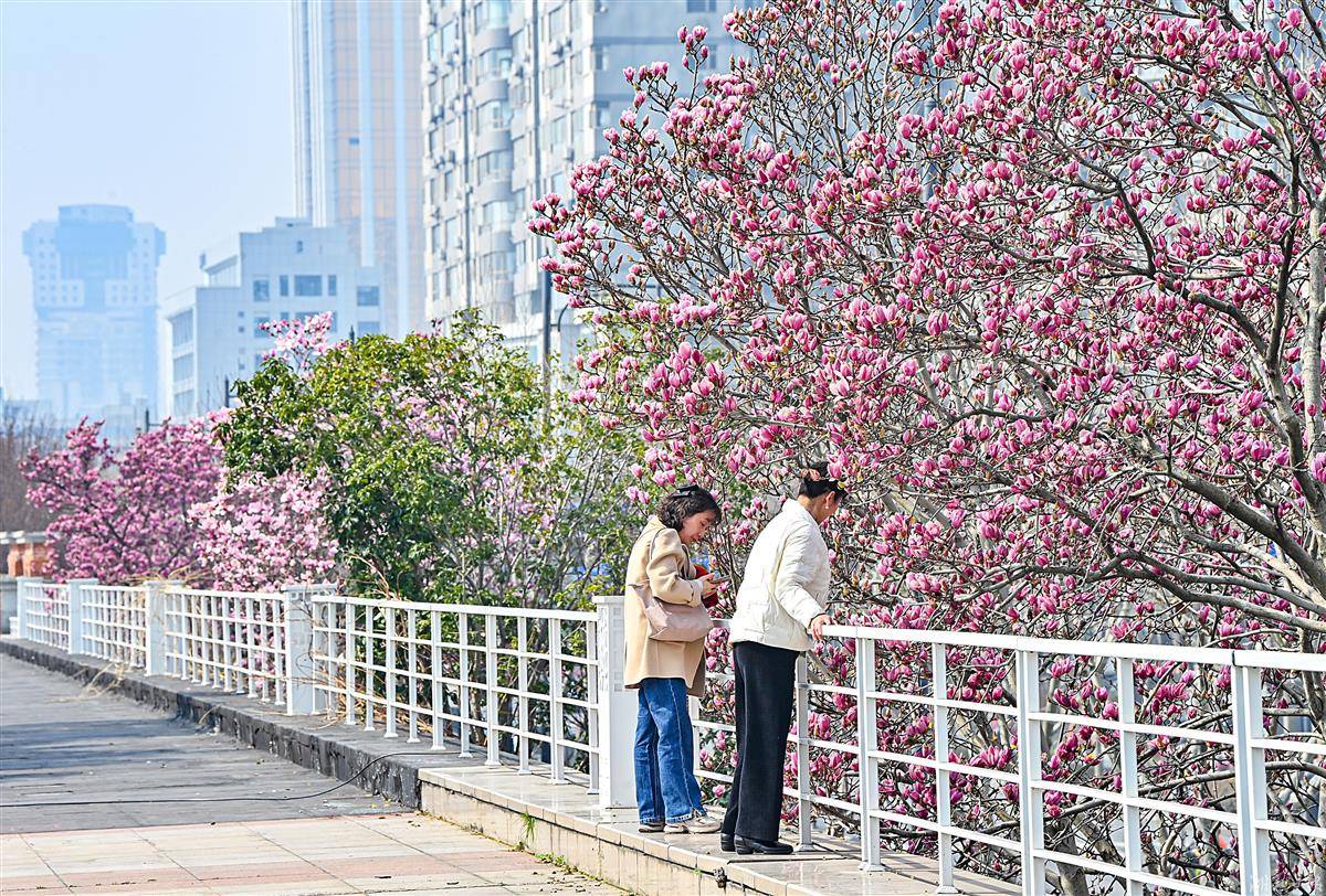 到汉口江滩看玉兰花海