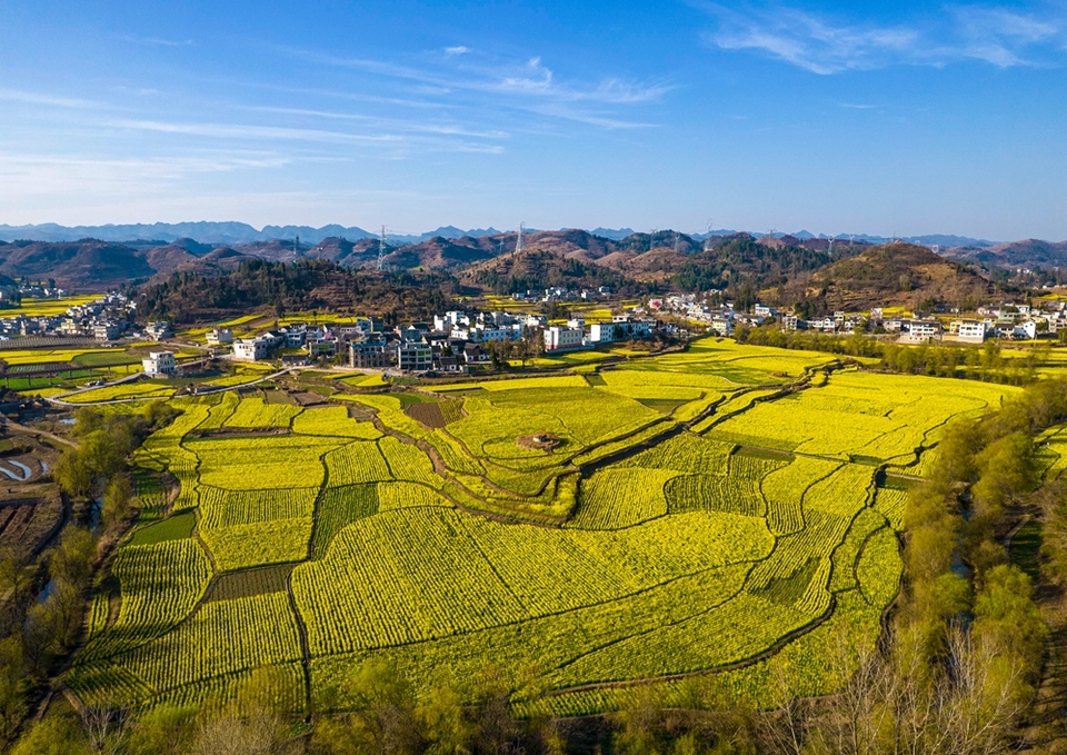 贵州黔西：踏青赏花 乐享春光_fororder_2024年3月11日，贵州省黔西市洪水镇解放村盛开的油菜花（无人机照片）。DJI_0351.JPG