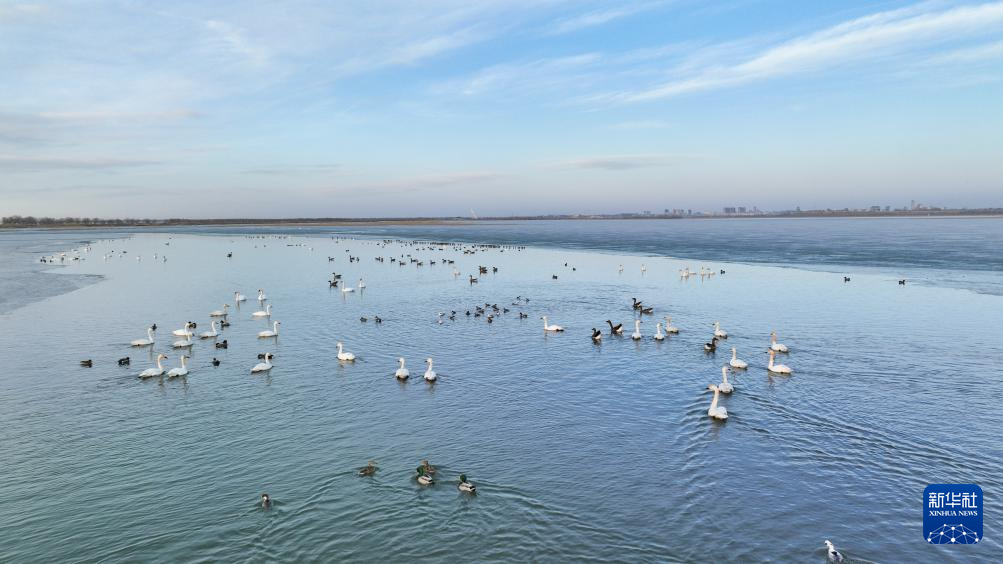 辽宁康平：卧龙湖湿地迎来大批候鸟