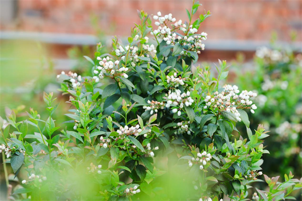 延吉：又是一年蓝莓花开 喜上“莓”梢希望来_fororder_图片3