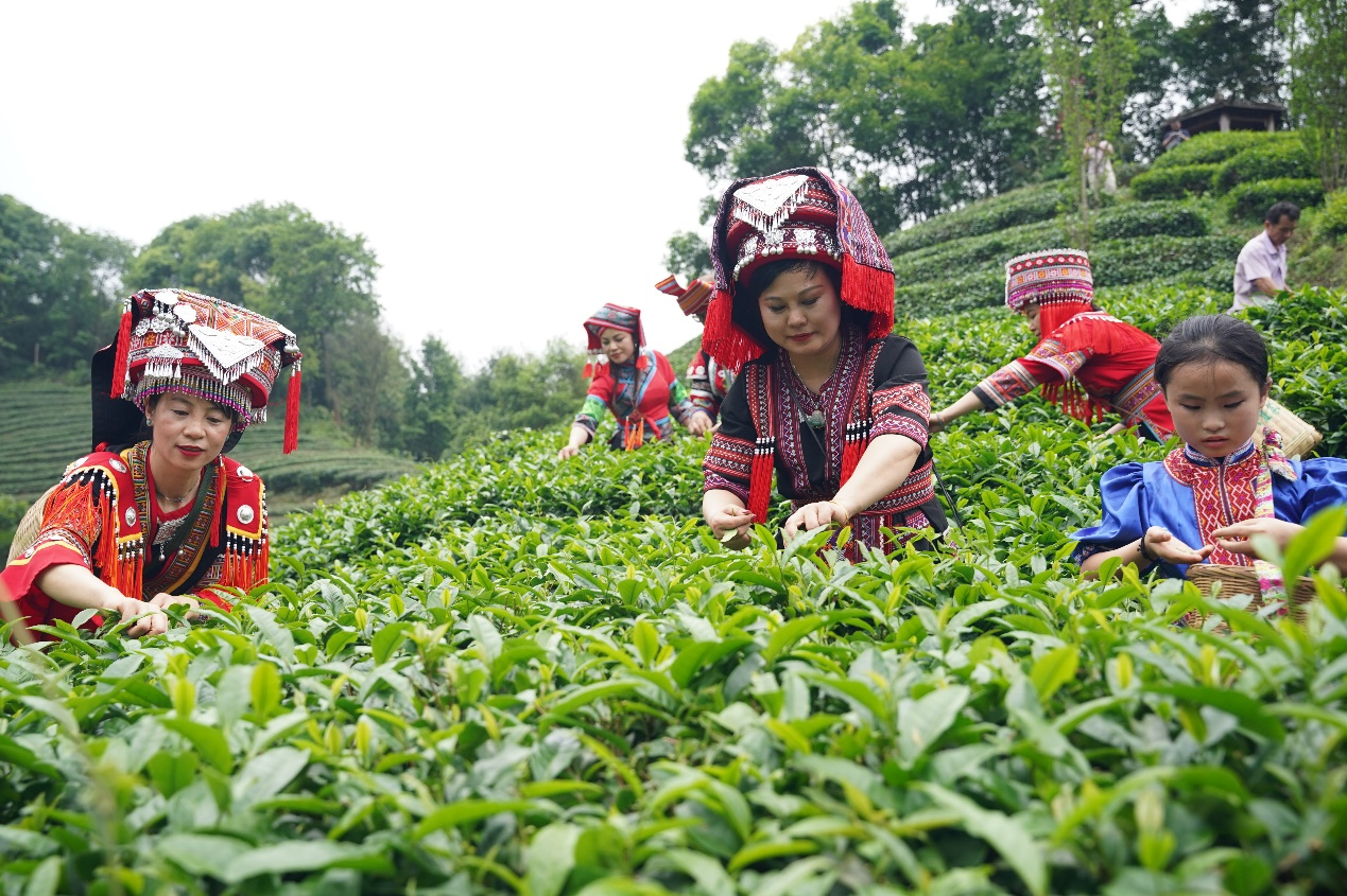 【潮起三月三】粤桂合作大湾区自驾游首发团奔赴茶乡广西昭平文化之旅_fororder_图片4