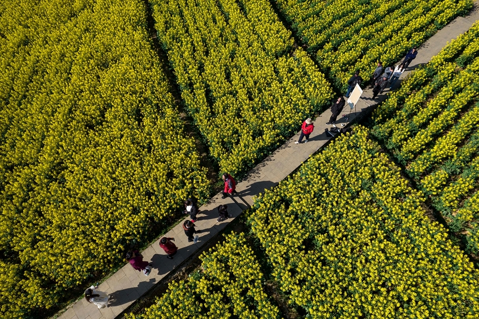 贵州黔西：踏青赏花 乐享春光_fororder_2024年3月11日，游客在贵州省黔西市洪水镇解放村观赏油菜花（无人机照片）。DJI_0323.JPG