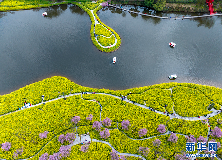 重庆巴南：花海踏春景如画