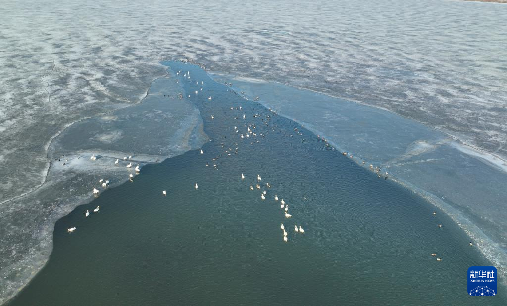 辽宁康平：卧龙湖湿地迎来大批候鸟