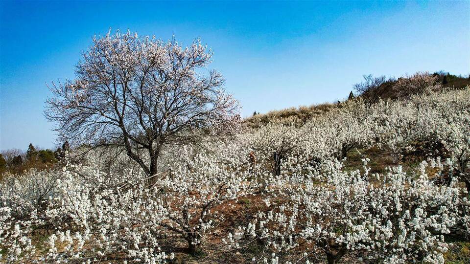 襄阳南漳：樱桃花开春意浓