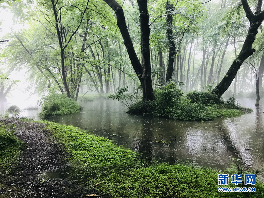 杨柳披绿雨潇潇 半烟半雨看溪桥