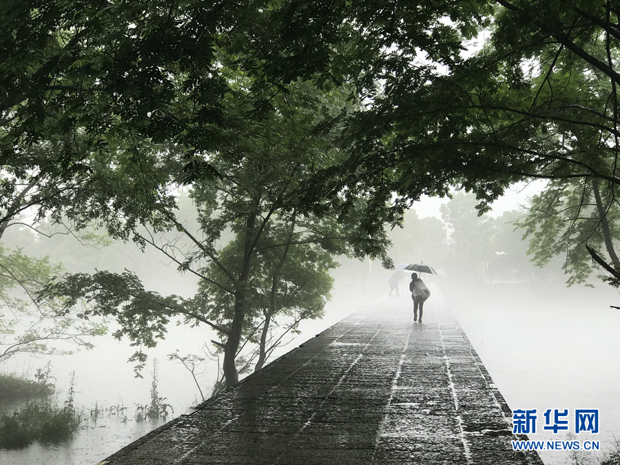 杨柳披绿雨潇潇 半烟半雨看溪桥