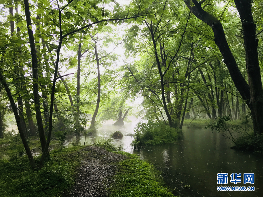 杨柳披绿雨潇潇 半烟半雨看溪桥