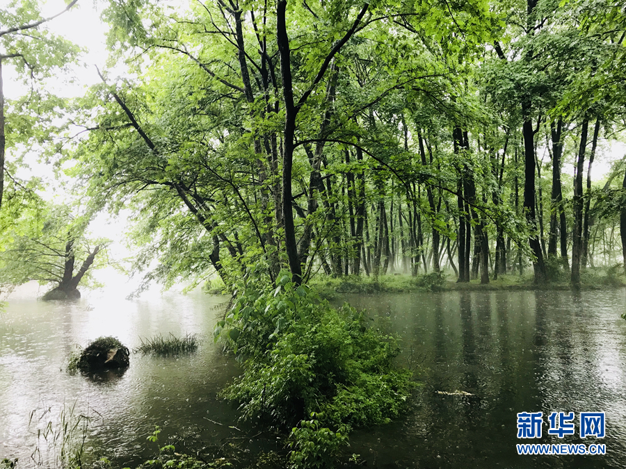 杨柳披绿雨潇潇 半烟半雨看溪桥