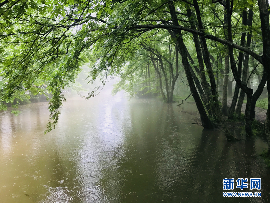 杨柳披绿雨潇潇 半烟半雨看溪桥