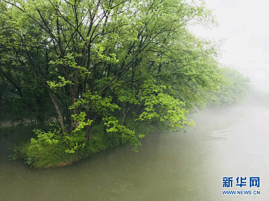 杨柳披绿雨潇潇 半烟半雨看溪桥