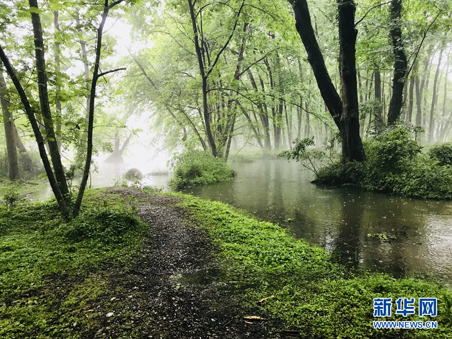 杨柳披绿雨潇潇 半烟半雨看溪桥