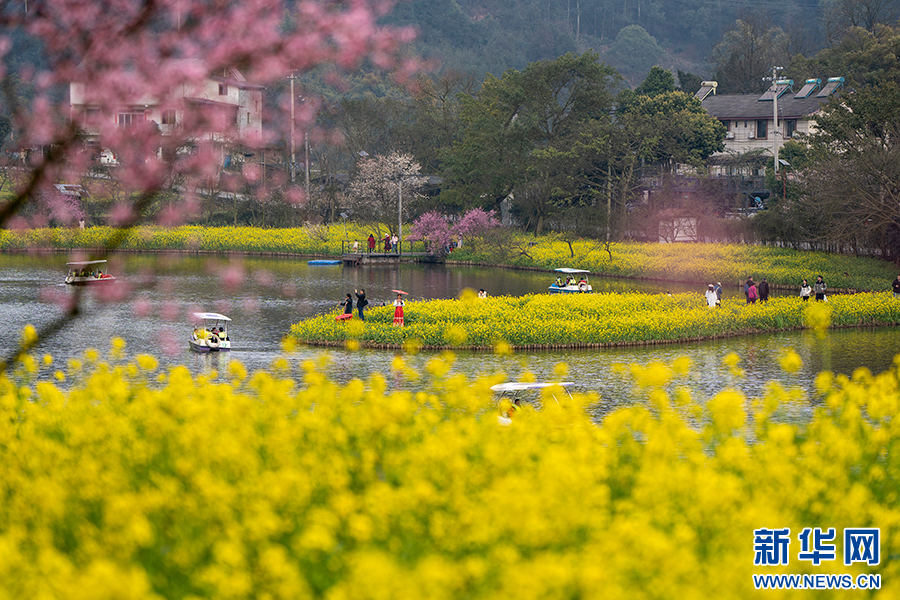 重庆巴南：花海踏春景如画