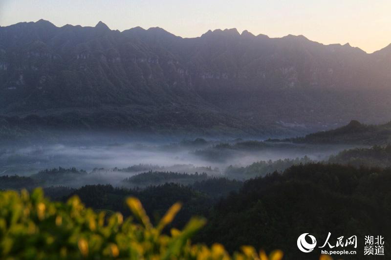 湖北鹤峰：茶山风景入画来