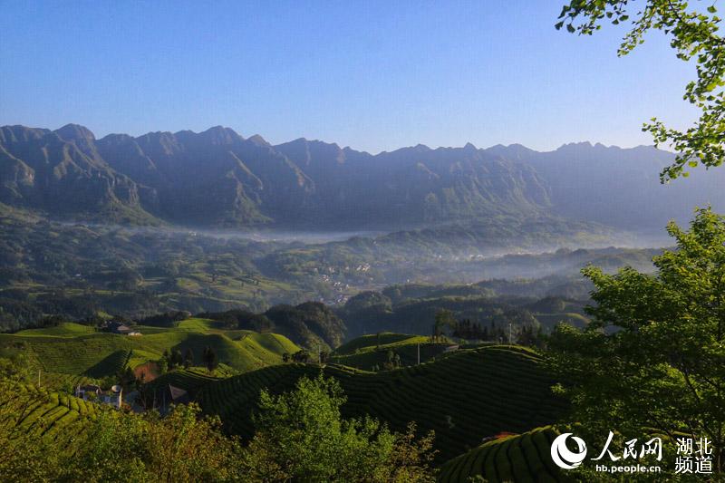 湖北鹤峰：茶山风景入画来