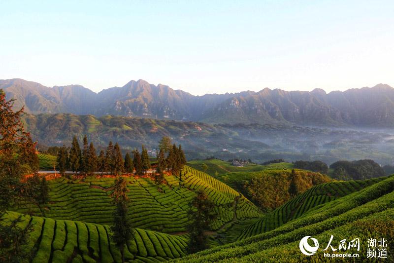 湖北鹤峰：茶山风景入画来