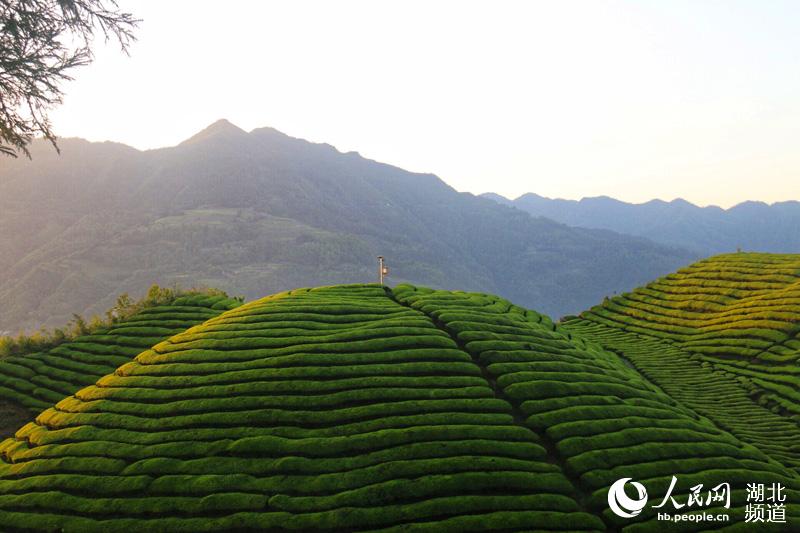 湖北鹤峰：茶山风景入画来