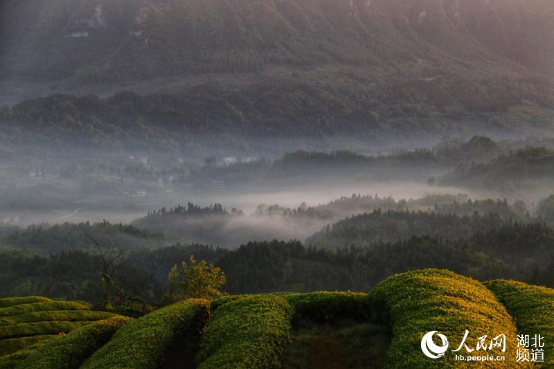 湖北鹤峰：茶山风景入画来