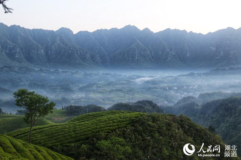 湖北鹤峰：茶山风景入画来