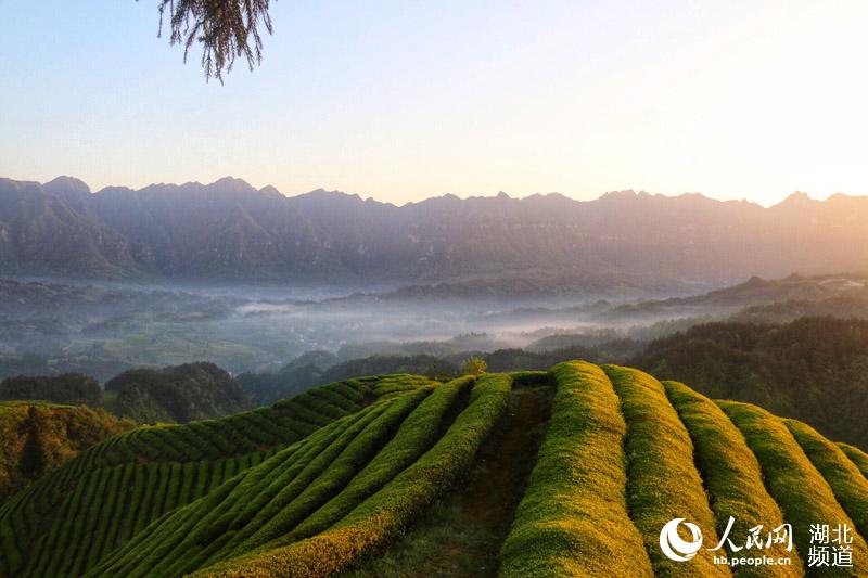 湖北鹤峰：茶山风景入画来