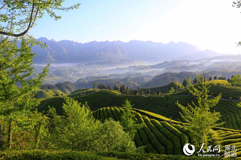 湖北鹤峰：茶山风景入画来