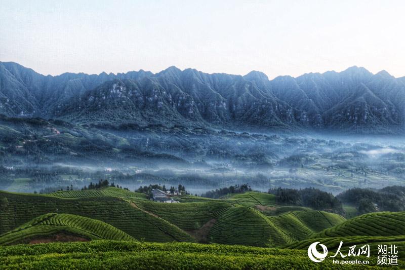 湖北鹤峰：茶山风景入画来