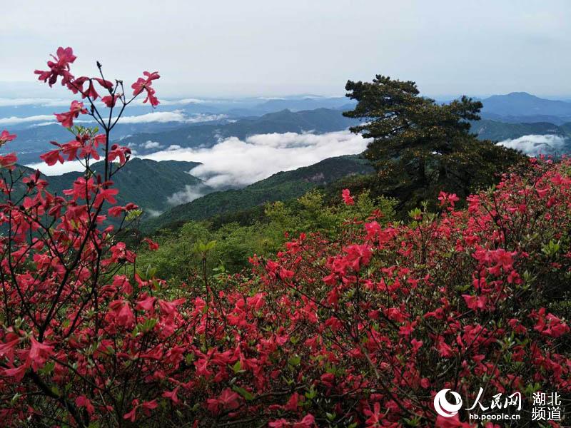 雨后龟峰山 杜鹃更美艳