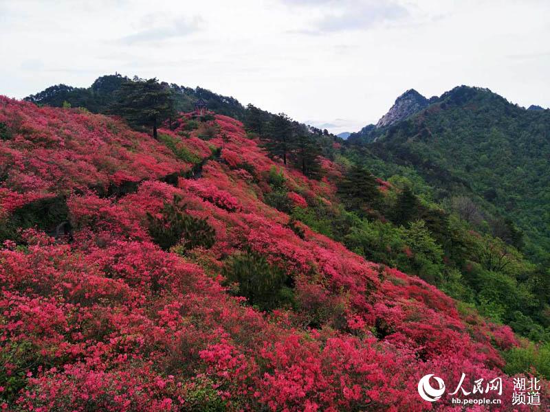 雨后龟峰山 杜鹃更美艳