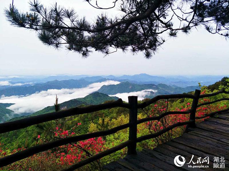 雨后龟峰山 杜鹃更美艳