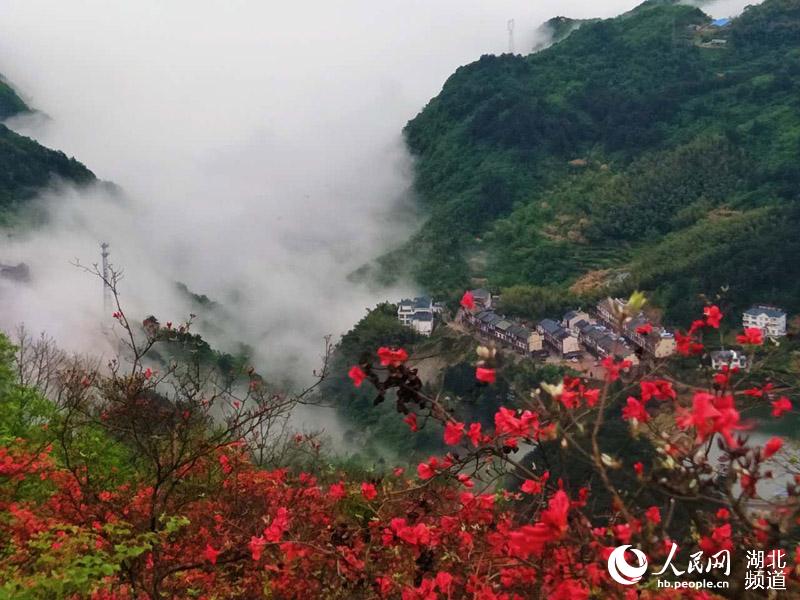 雨后龟峰山 杜鹃更美艳