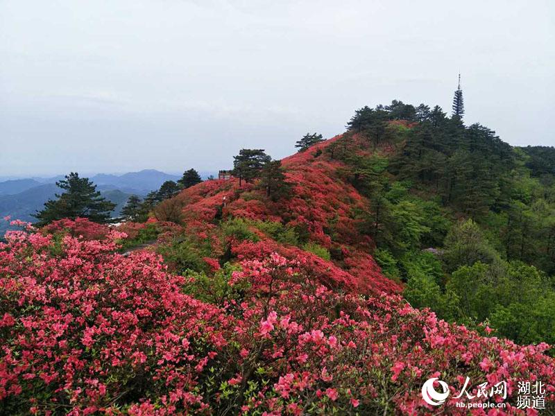 雨后龟峰山 杜鹃更美艳