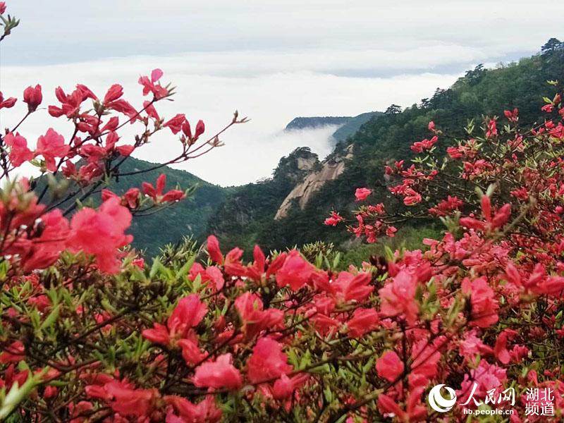 雨后龟峰山 杜鹃更美艳