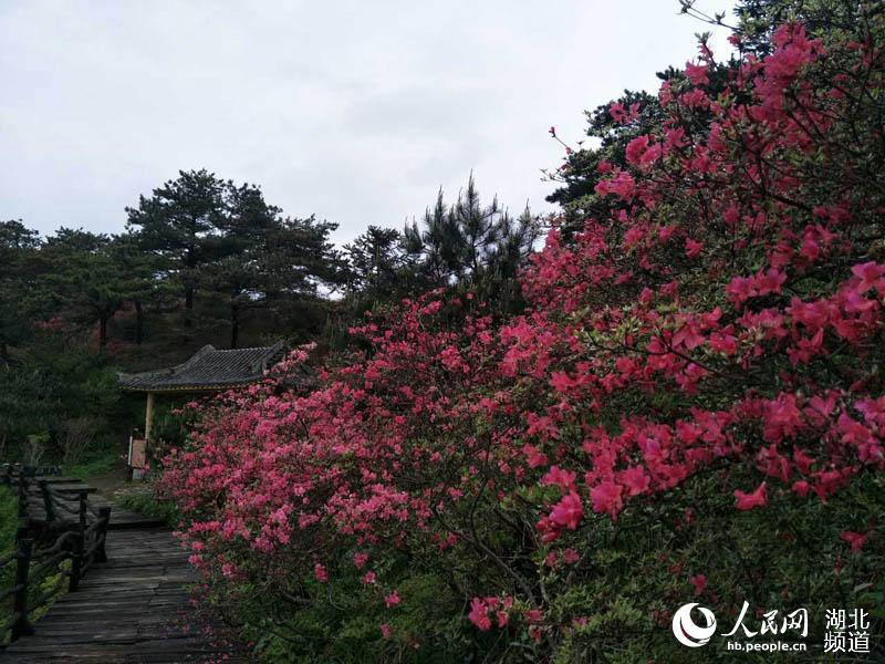 雨后龟峰山 杜鹃更美艳