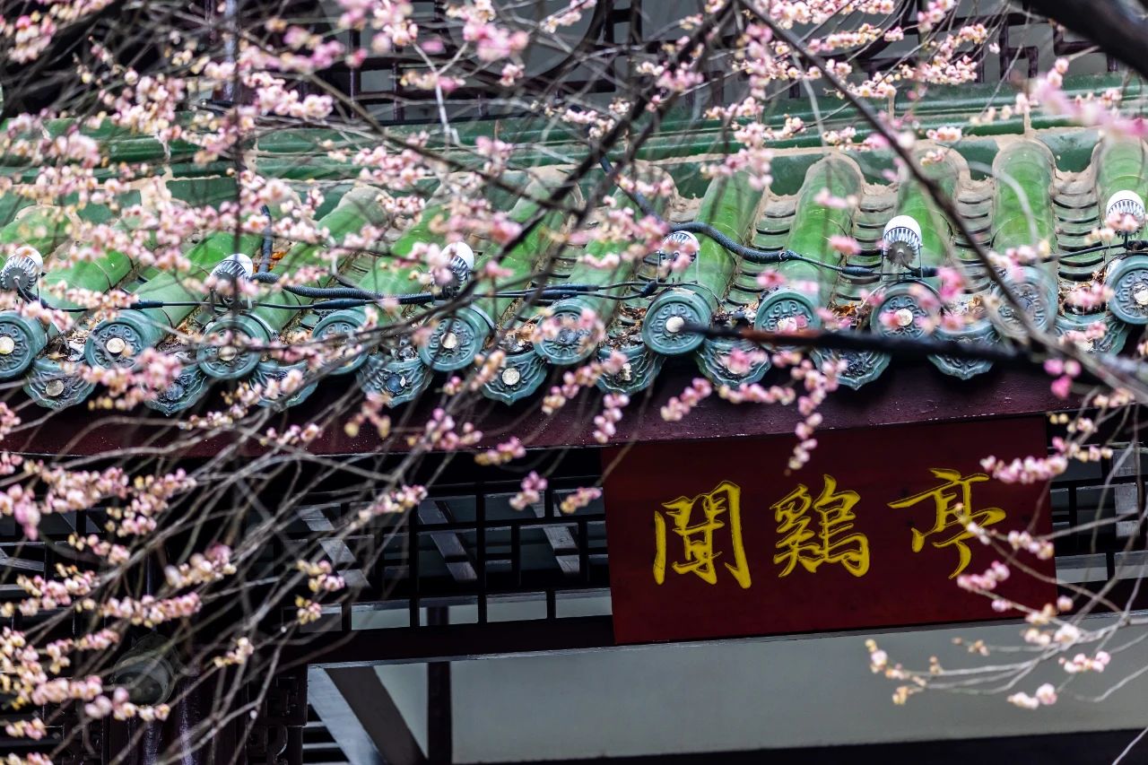 春日百花，如何“一路繁花”？