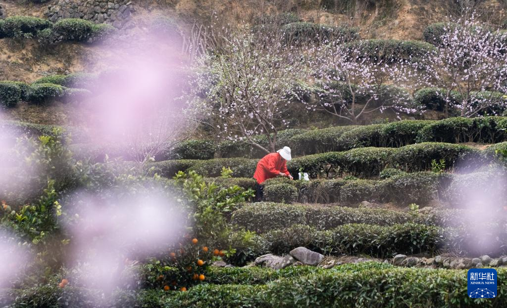 三峡库区早春茶开采