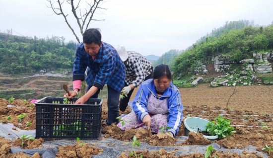 贵州瓮安：聚“椒”产业  富民兴村_fororder_瓮安县珠藏镇新华村村民李奇林组织村民进行辣椒幼苗移栽