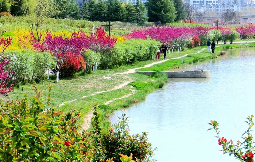 【原创】天水秦州：龙城日暖万物苏 春风十里花满城