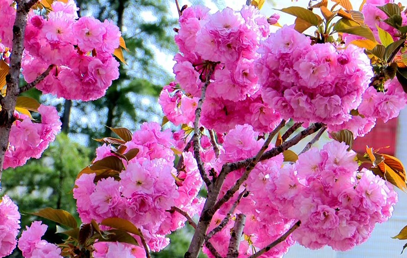 【原创】天水秦州：龙城日暖万物苏 春风十里花满城