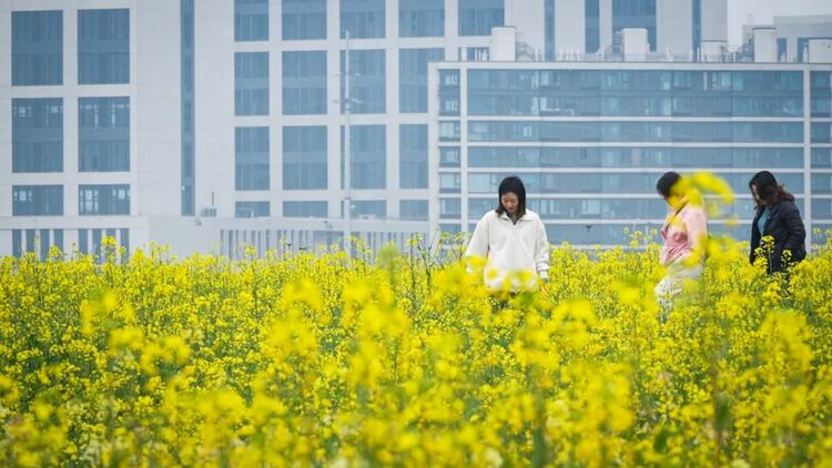 金华金东：油菜花开遍地“金”_fororder_微信图片_20240317144722